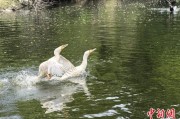 问事摇卦吉林：罕见白鸬鹚连续两年“故地重游”