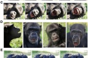 问事摇卦国际最新研究：机器人“打哈欠” 黑猩猩被传染